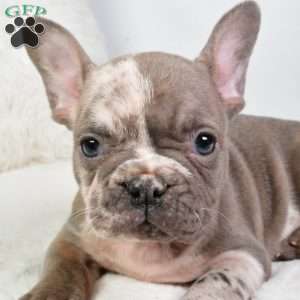 alex, French Bulldog Puppy