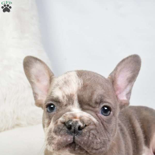 alex, French Bulldog Puppy