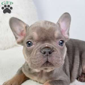 allison, French Bulldog Puppy