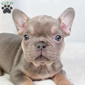 allison, French Bulldog Puppy