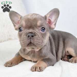 allison, French Bulldog Puppy