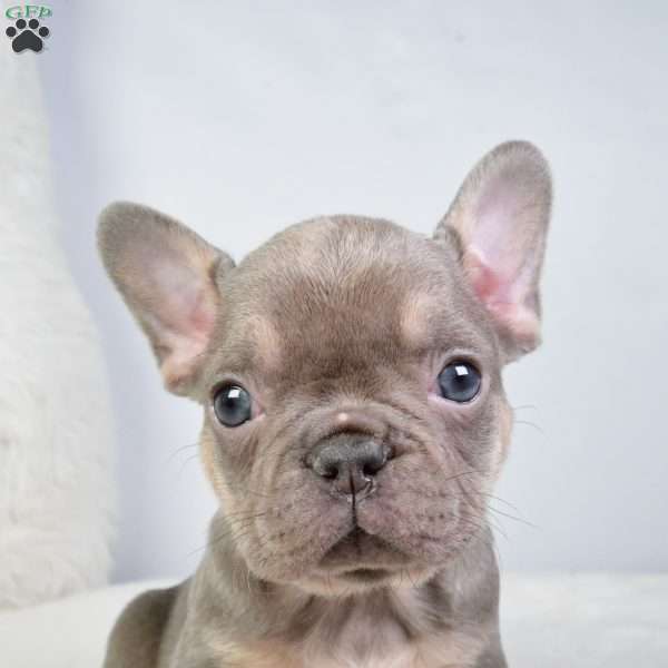 allison, French Bulldog Puppy