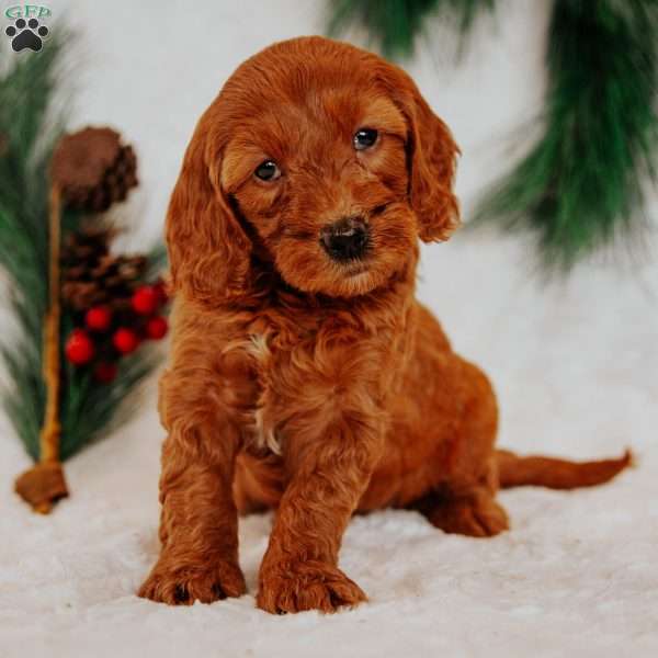 Angel, Mini Goldendoodle Puppy