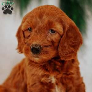 Angel, Mini Goldendoodle Puppy