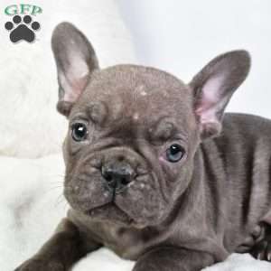 annabelle, French Bulldog Puppy