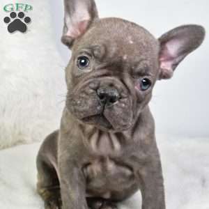 annabelle, French Bulldog Puppy