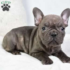 annabelle, French Bulldog Puppy