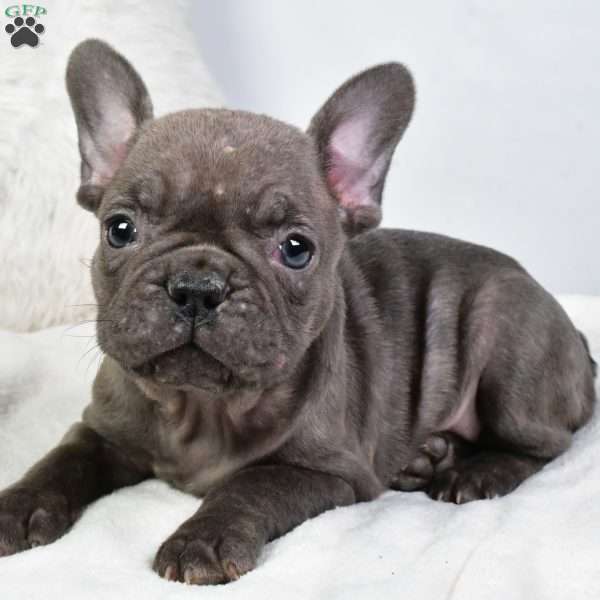 annabelle, French Bulldog Puppy