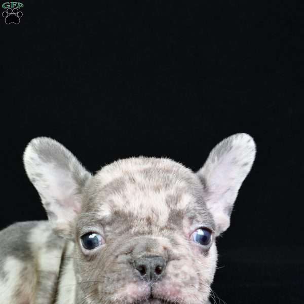 asher, French Bulldog Puppy