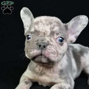 asher, French Bulldog Puppy