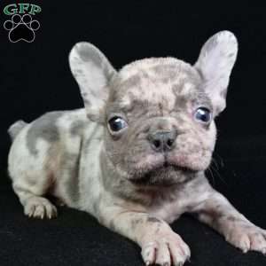 asher, French Bulldog Puppy