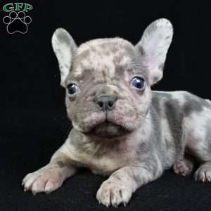 asher, French Bulldog Puppy