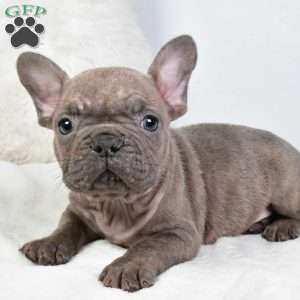 austin, French Bulldog Puppy