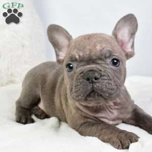 austin, French Bulldog Puppy