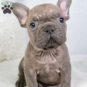 austin, French Bulldog Puppy