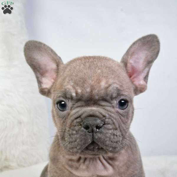 austin, French Bulldog Puppy