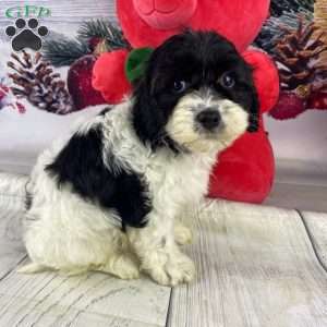 Leo, Cavapoo Puppy