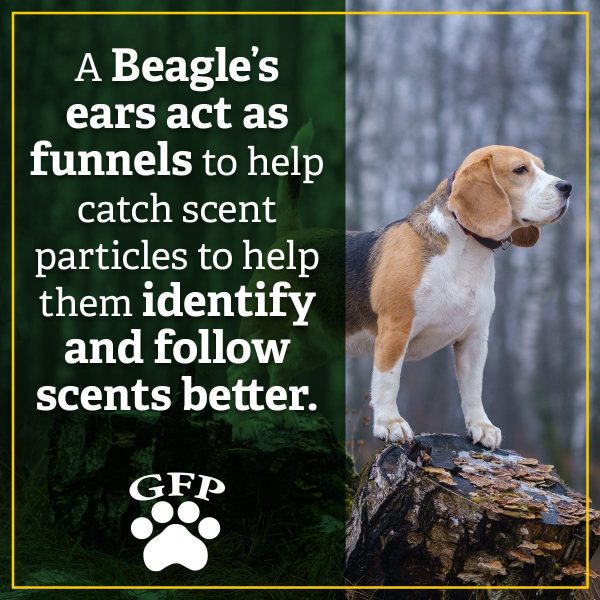 A Beagle's ears act as funnels to help catch scent particles to help them identify and follow scents better.