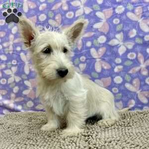 Bertha, Scottish Terrier Puppy