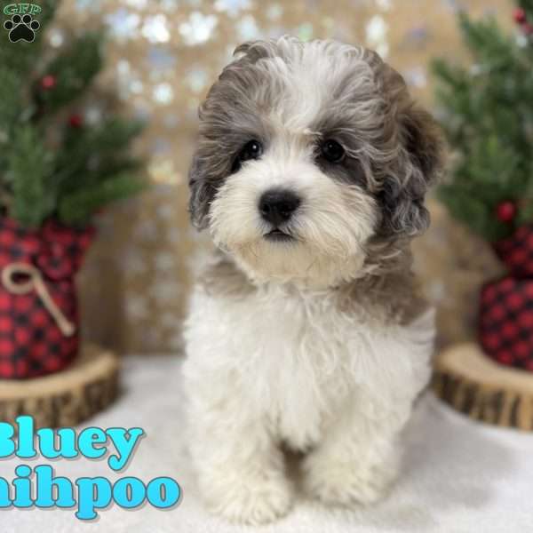 Bluey, Shih-Poo Puppy