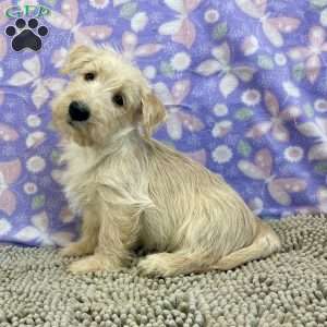 Brad, Scottish Terrier Puppy