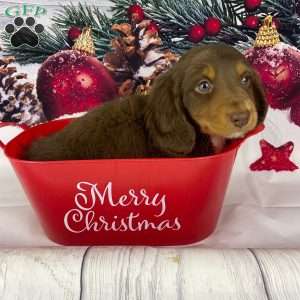 Dasher, Dachshund Puppy