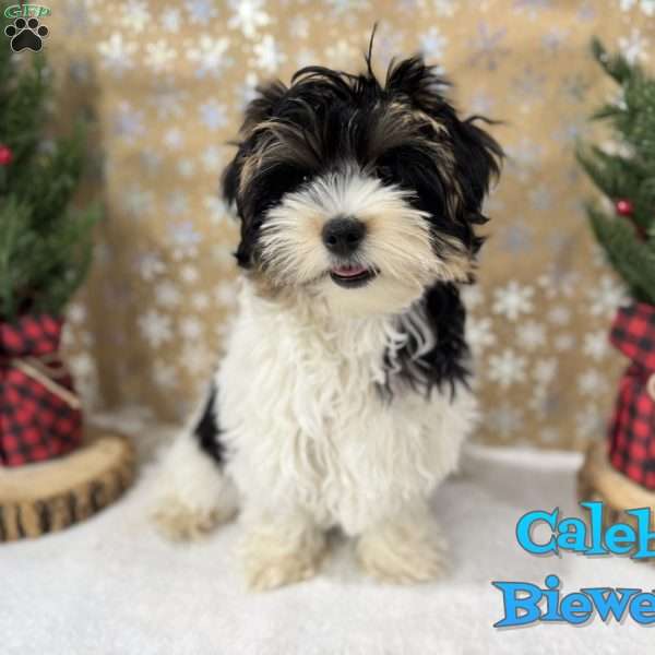 Caleb, Biewer Terrier Puppy