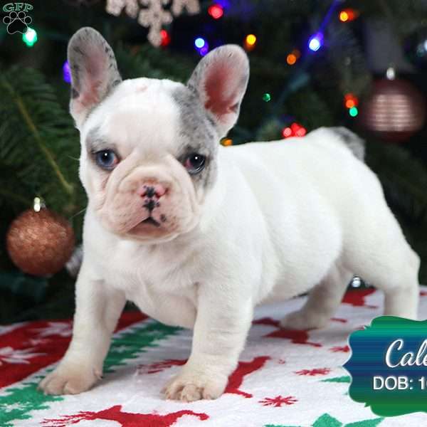 Caleb, French Bulldog Puppy