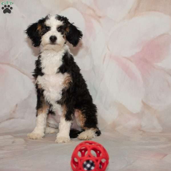 Candy, Mini Bernedoodle Puppy