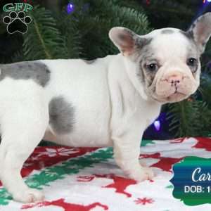 Carol, French Bulldog Puppy