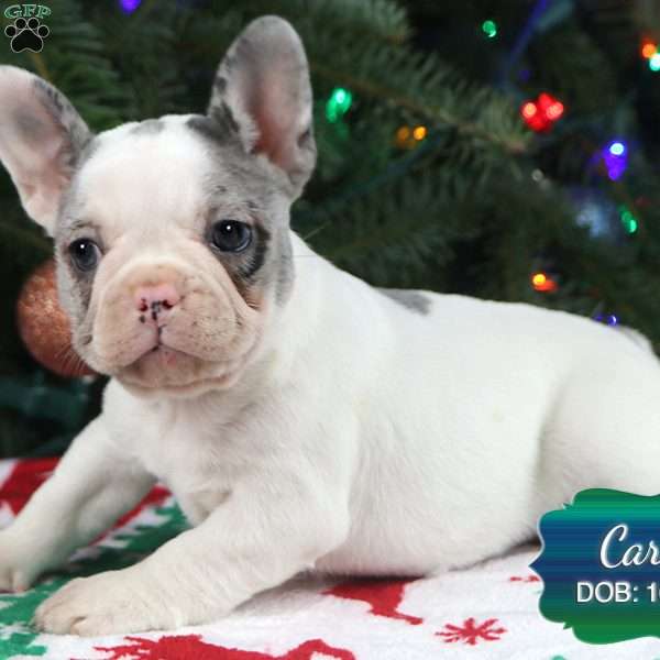 Carol, French Bulldog Puppy