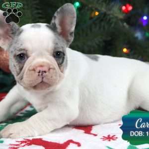 Carol, French Bulldog Puppy