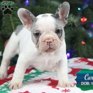 Carol, French Bulldog Puppy