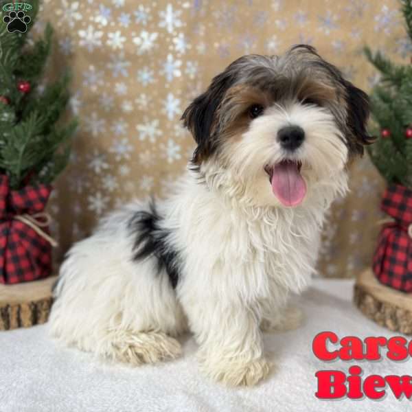 Carson, Biewer Terrier Puppy