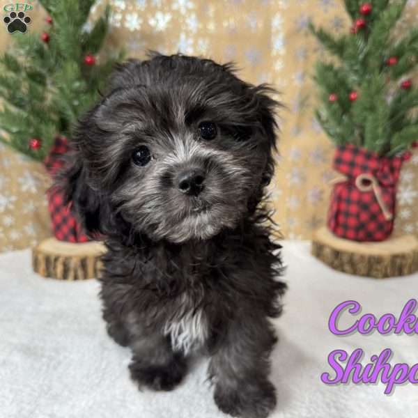 Cookie, Shih-Poo Puppy