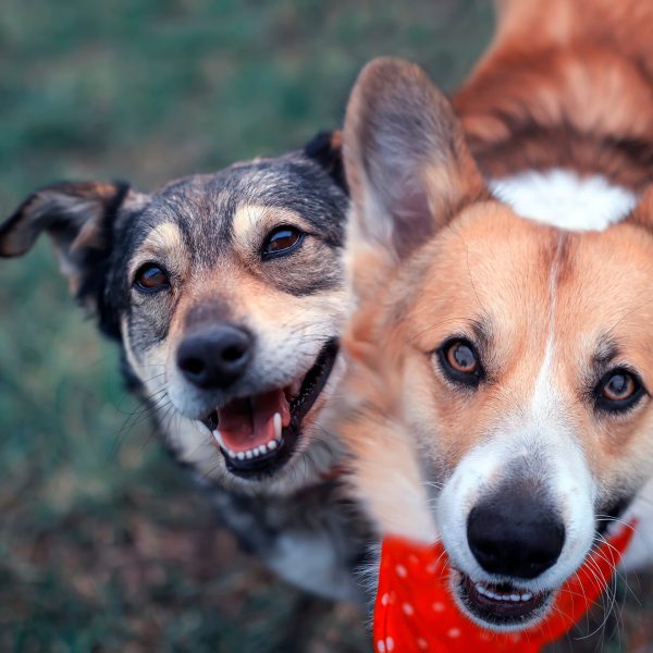 corgi dog friends