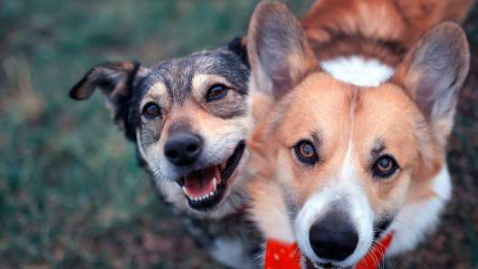 4 Benefits of Dog Friendships