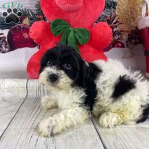 Leo, Cavapoo Puppy