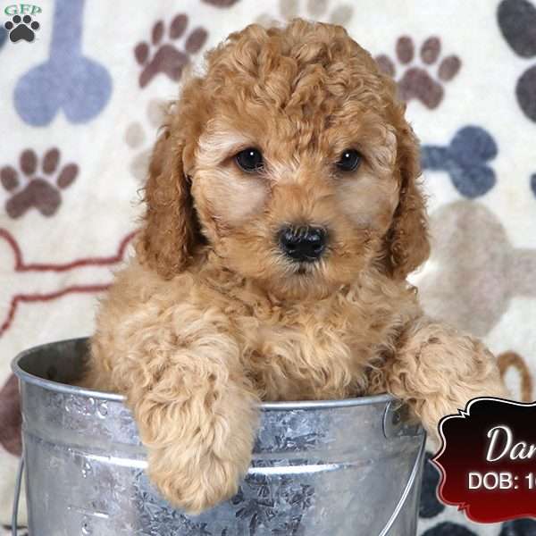 Dana, Cavapoo Puppy