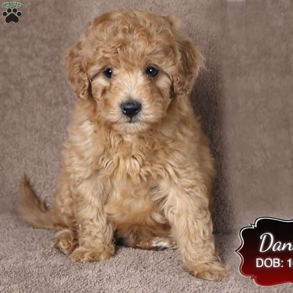 Danny, Cavapoo Puppy