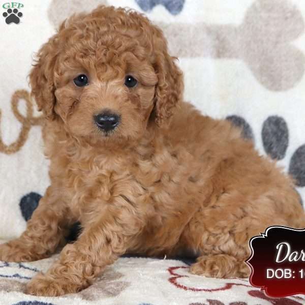 Darla, Cavapoo Puppy