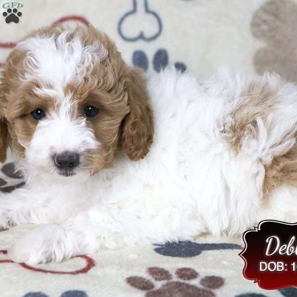 Debbie, Cavapoo Puppy