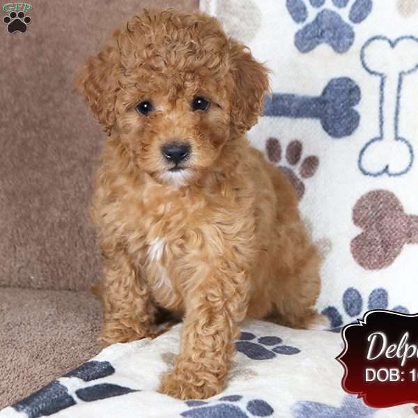 Delphia, Cavapoo Puppy