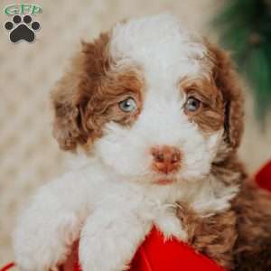 Demi, Mini Bernedoodle Puppy