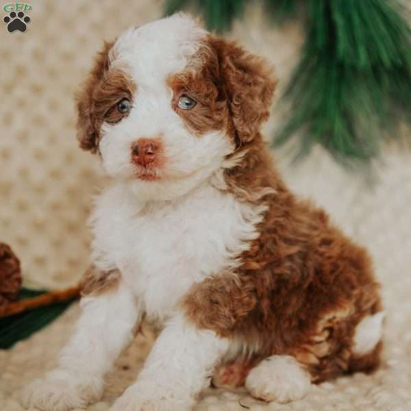 Demi, Mini Bernedoodle Puppy