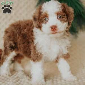 Demi, Mini Bernedoodle Puppy