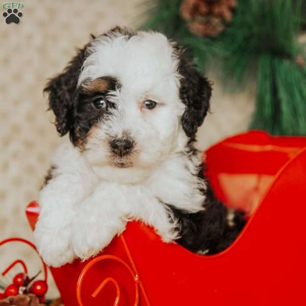 Dex, Mini Bernedoodle Puppy