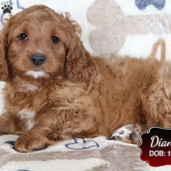 Dianna, Cavapoo Puppy