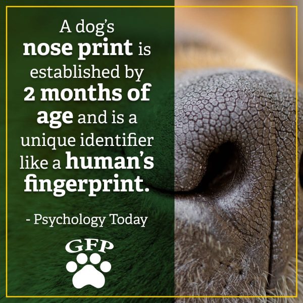 A dog's nose print is established by 2 months of age and is a unique identifier like a human's fingerprint.