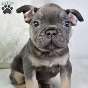 donald, French Bulldog Puppy